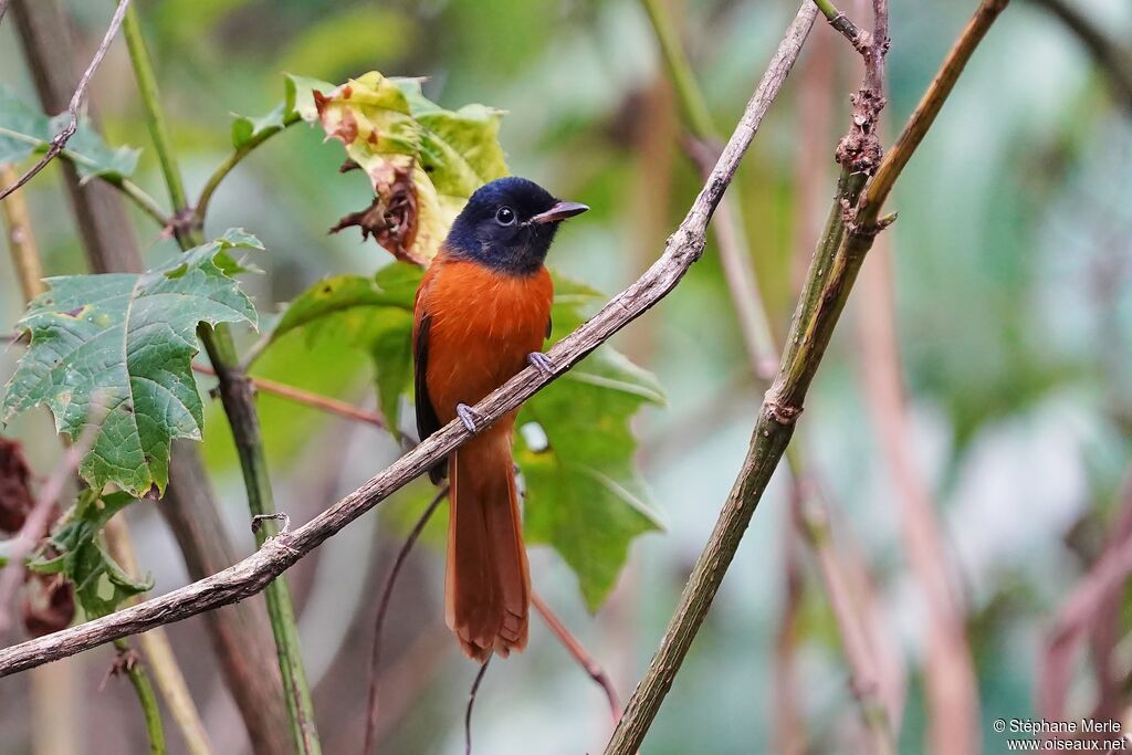 Red-bellied Paradise Flycatcheradult