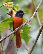 Red-bellied Paradise Flycatcher