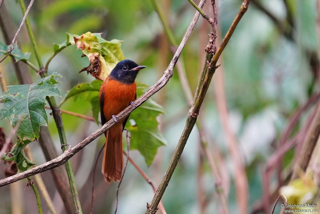 Red-bellied Paradise Flycatcher