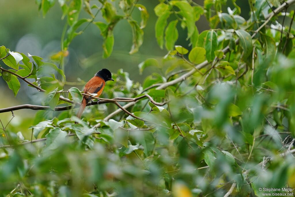 Red-bellied Paradise Flycatcher