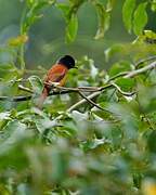 Red-bellied Paradise Flycatcher