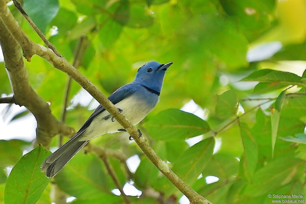 Black-naped Monarch male adult