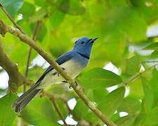 Black-naped Monarch