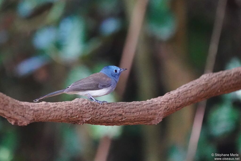 Black-naped Monarch female adult