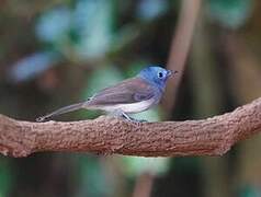 Black-naped Monarch