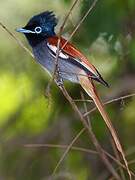 African Paradise Flycatcher