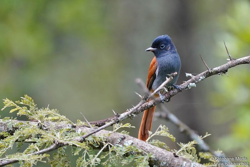 African Paradise Flycatcher female adult