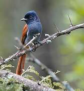 African Paradise Flycatcher