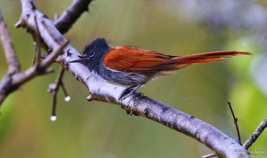 African Paradise Flycatcher female adult