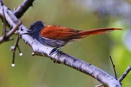 African Paradise Flycatcher