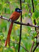 African Paradise Flycatcher