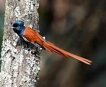 African Paradise Flycatcher