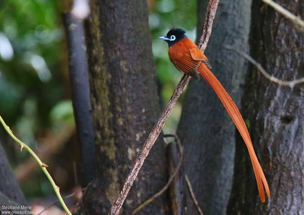 Tchitrec d'Afrique mâle adulte, identification