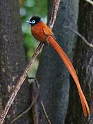 African Paradise Flycatcher