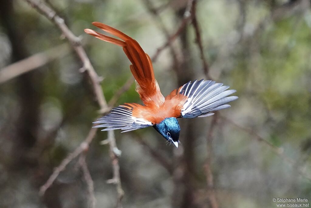 African Paradise Flycatcher