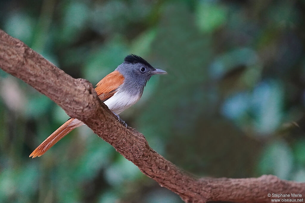 Blyth's Paradise Flycatcher female adult