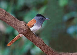 Blyth's Paradise Flycatcher