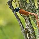 Tchitrec de paradis