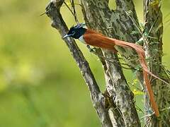 Indian Paradise Flycatcher