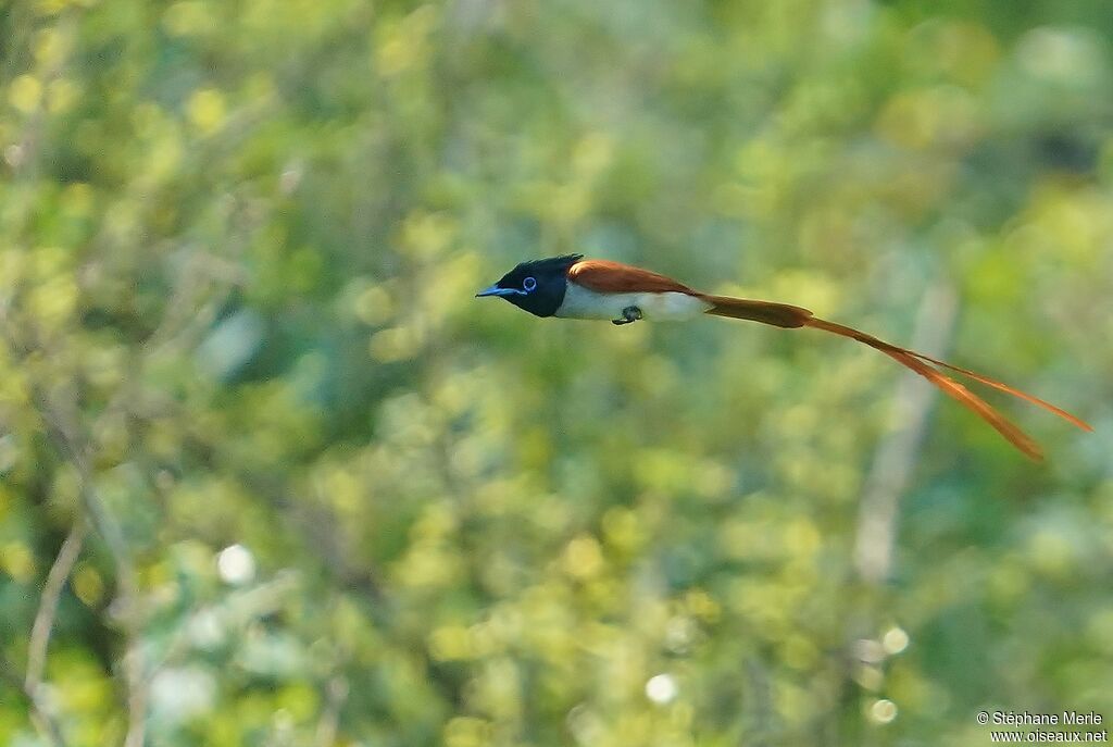 Indian Paradise Flycatcher male adult