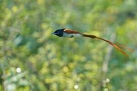 Indian Paradise Flycatcher