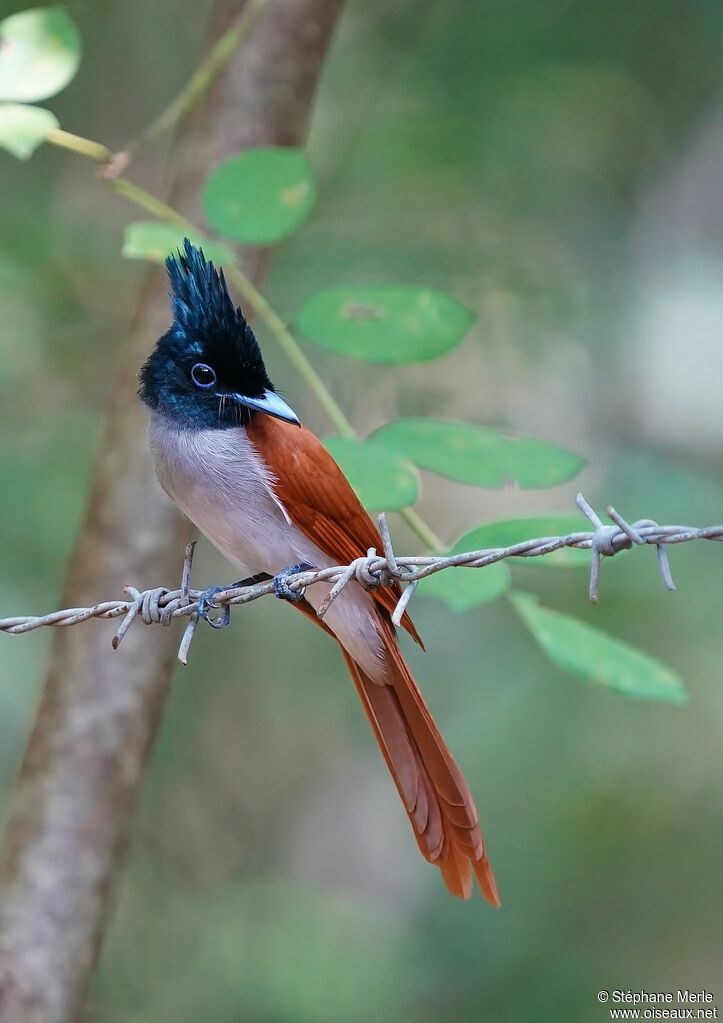 Indian Paradise Flycatcher female adult