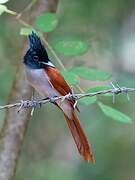 Indian Paradise Flycatcher