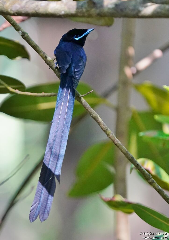 Seychelles Paradise Flycatcher male