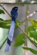 Seychelles Paradise Flycatcher