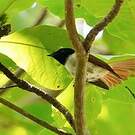 Tchitrec des Seychelles
