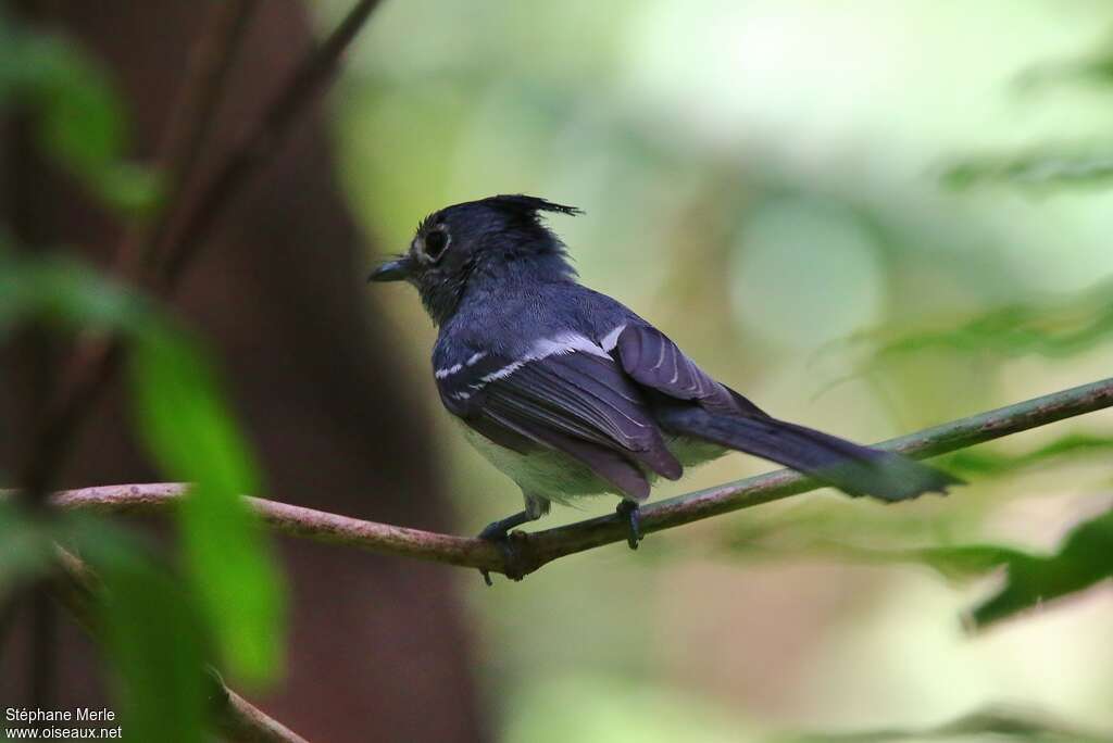 Blue-mantled Crested Flycatcheradult, identification