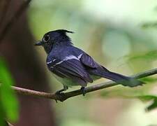 Blue-mantled Crested Flycatcher