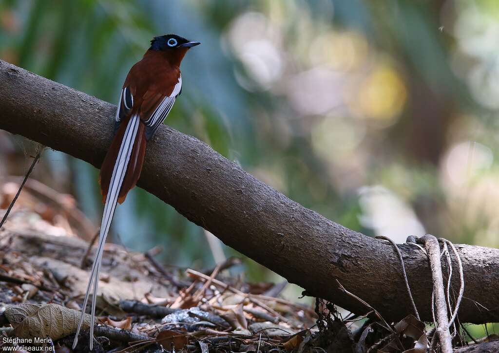 Malagasy Paradise Flycatcher male adult breeding, habitat, Behaviour