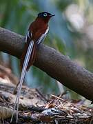 Malagasy Paradise Flycatcher