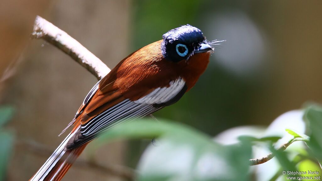 Malagasy Paradise Flycatcher male adult