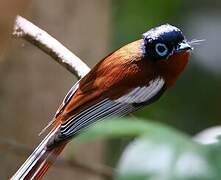 Malagasy Paradise Flycatcher