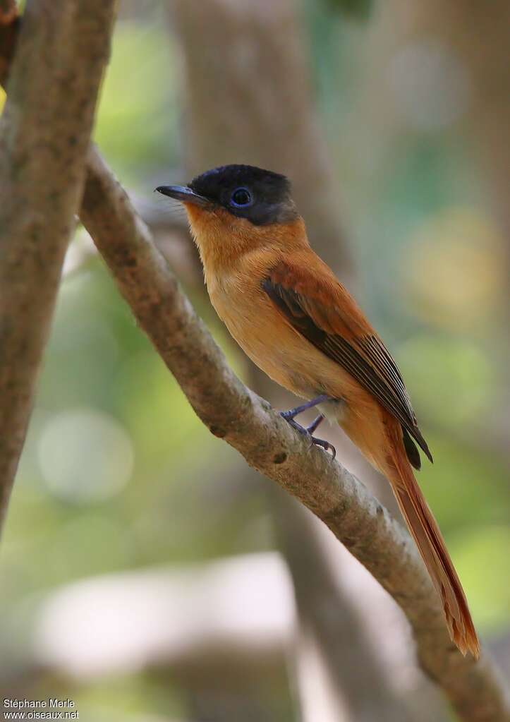 Malagasy Paradise Flycatcher female adult, identification