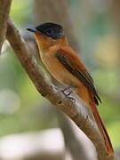 Malagasy Paradise Flycatcher