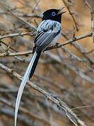 Malagasy Paradise Flycatcher