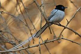 Malagasy Paradise Flycatcher