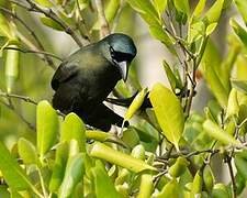 Racket-tailed Treepie