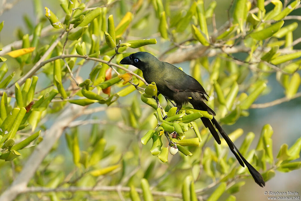 Témia bronzéeadulte