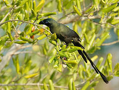 Racket-tailed Treepie