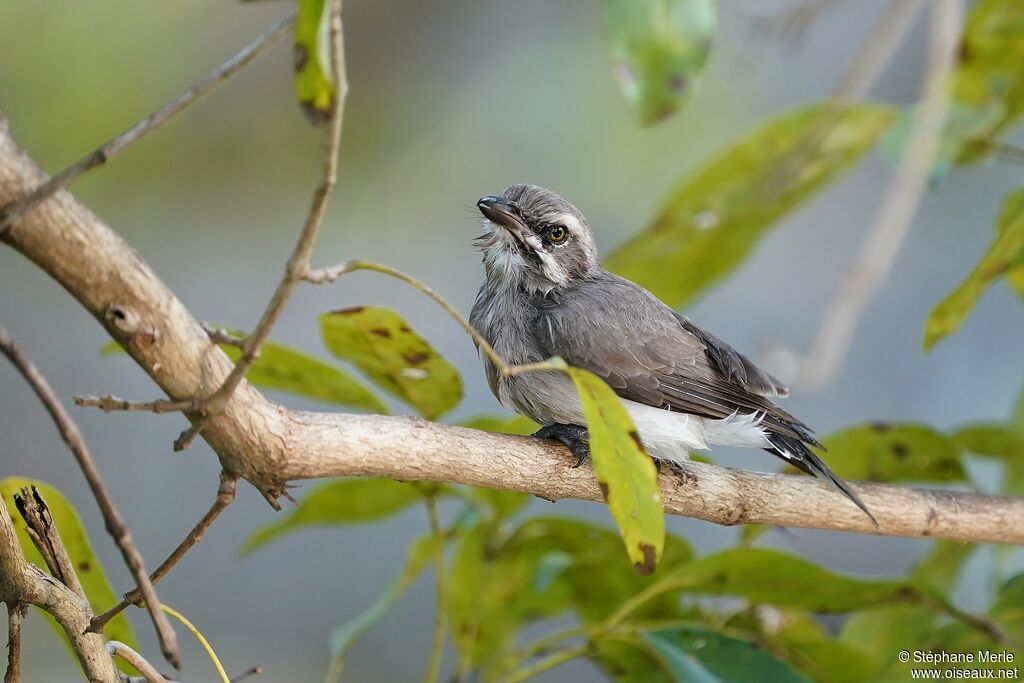 Sri Lanka Woodshrikeadult