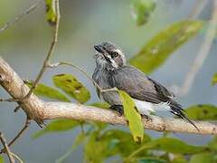 Sri Lanka Woodshrike