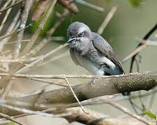 Sri Lanka Woodshrike