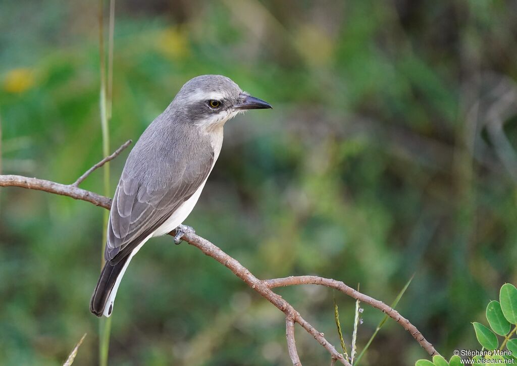 Sri Lanka Woodshrike