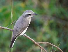 Sri Lanka Woodshrike