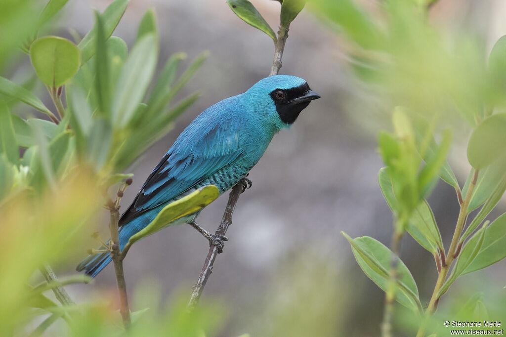 Swallow Tanager male adult