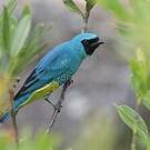 Tersine hirondelle